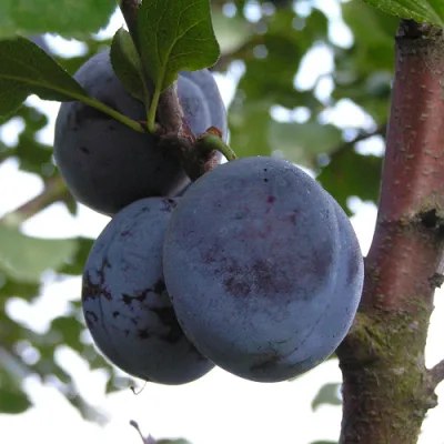 Слива ВЕНГЕРКА БЕЛОРУССКАЯ — описание сорта Слива ВЕНГЕРКА БЕЛОРУССКАЯ в Москве