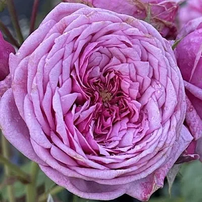 Саженцы роз ДЬЮРАНС АНСЬОН шраб  Саженцы роз ДЬЮРАНС АНСЬОН шраб в Москве