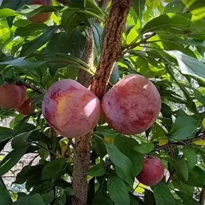 Плуот ГЕО ПРАЙД — описание сорта Плуот ГЕО ПРАЙД в Москве
