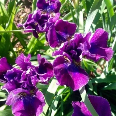 Ирис БАНДЛ ОВ ДЖОЙ сибирский — описание сорта Ирис БАНДЛ ОВ ДЖОЙ сибирский в Москве
