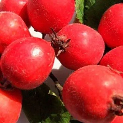 Боярышник КРУПНОПЛОДНЫЙ — описание сорта Боярышник КРУПНОПЛОДНЫЙ в Москве