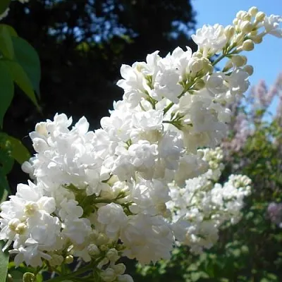 саженцы сиренни саженцы сиренни