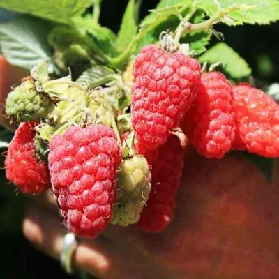 Малина ПАТРИЦИЯ — описание сорта Малина ПАТРИЦИЯ в Москве