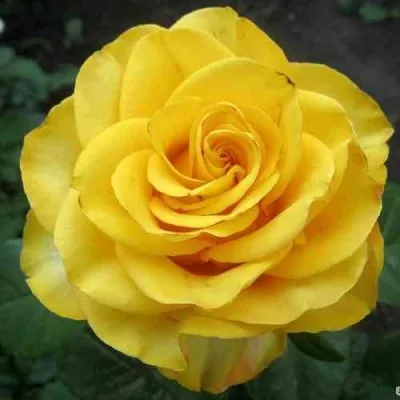 Саженцы роз КЕРИО чайно-гибридная — описание сорта Саженцы роз КЕРИО чайно-гибридная в Москве