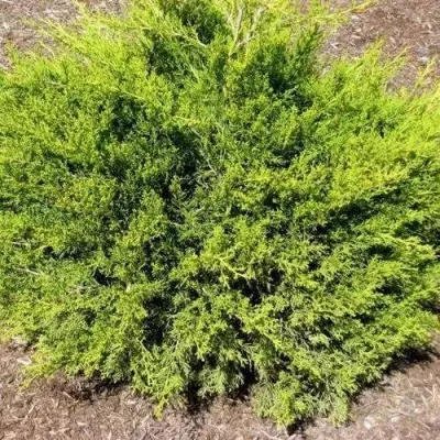 Можжевельник ИЗАБЕЛИН китайский в Москве