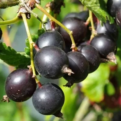 ЙОШТА в Москве