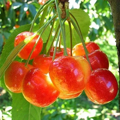 Черешня КРАСАВИЦА Черешня КРАСАВИЦА