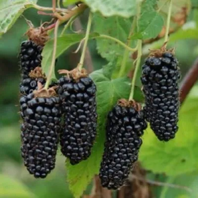 Ежевика КОЛАМБИЯ САНРАЙЗ бесшипная — описание сорта Ежевика КОЛАМБИЯ САНРАЙЗ бесшипная в Москве