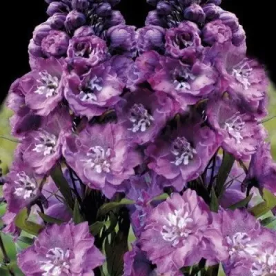 Дельфиниум ДЕЛЬФИС ПИНК ПАУЭ высокий — описание сорта Дельфиниум ДЕЛЬФИС ПИНК ПАУЭ высокий в Москве