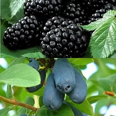 Комплект ЯГОДНЫЙ ДУЭТ  Комплект ЯГОДНЫЙ ДУЭТ в Москве