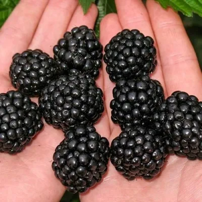 Ежевика ДЖАМБО бесшипная — описание сорта Ежевика ДЖАМБО бесшипная в Москве