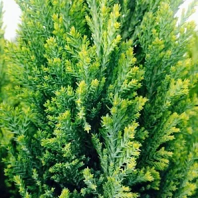 Кипарисовик в Москве