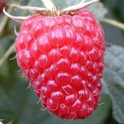 Малина БРУСВЯНА — описание сорта Малина БРУСВЯНА в Москве