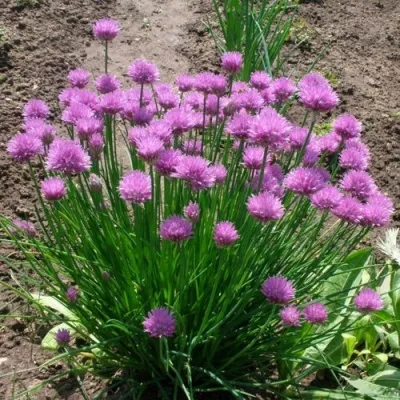 Лук-шнитт — описание сорта Лук-шнитт в Москве