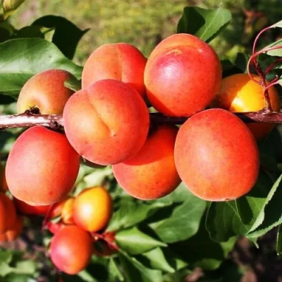 Абрикос СИЛЬВЕРКОТ  Абрикос СИЛЬВЕРКОТ в Москве