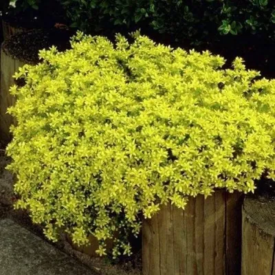 Очиток (седум) ЙЕЛЛОУ КВИН едкий — описание сорта Очиток (седум) ЙЕЛЛОУ КВИН едкий в Москве
