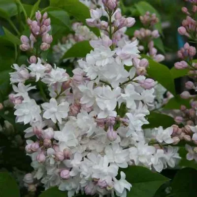 Сирень КРАСАВИЦА МОСКВЫ — описание сорта Сирень КРАСАВИЦА МОСКВЫ в Москве