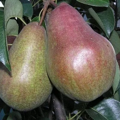 Саженцы груши Брянская красавица Саженцы груши Брянская красавица