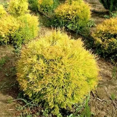 Туя ГЛОБОЗА АУРЕА западная в Москве