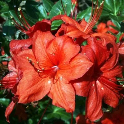 Азалия ДОЛОРОСО листопадная — описание сорта Азалия ДОЛОРОСО листопадная в Москве