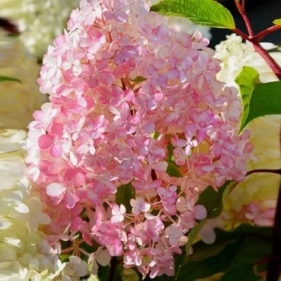 Гортензия ДИАМАНТИНО метельчатая в Москве