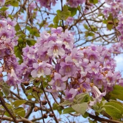 Павлония ПАО ТОГН Z07 — описание сорта Павлония ПАО ТОГН Z07 в Москве