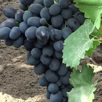 Виноград ЗАБАВА — описание сорта Виноград ЗАБАВА в Москве