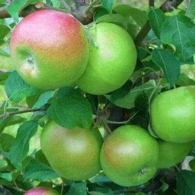 Яблоня НАВАВИТА — описание сорта Яблоня НАВАВИТА в Москве