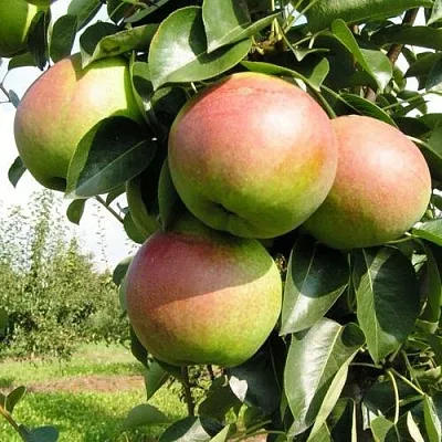 Груша КУПАЛА  Груша КУПАЛА в Москве