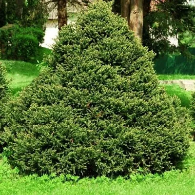 Ель ОЛЕНДОРФИ обыкновенная  Ель ОЛЕНДОРФИ обыкновенная в Москве