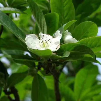 МУШМУЛА  — описание сорта МУШМУЛА  в Москве