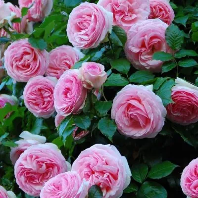 Саженцы роз ПЬЕР ДЕ РОНСАР плетистая в Москве