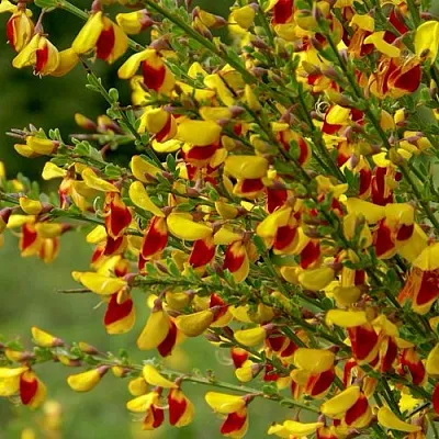 Ракитник  Ракитник в Москве