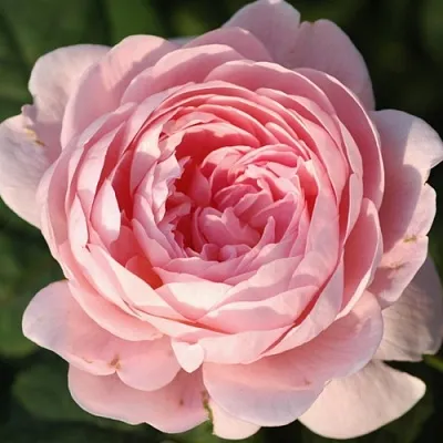 Саженцы роз КУИН ОФ СУИДЕН английская  Саженцы роз КУИН ОФ СУИДЕН английская в Москве