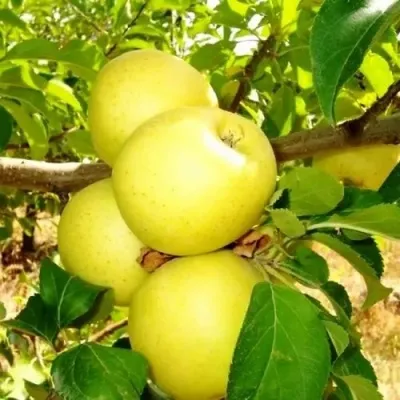 Яблоня ГОЛДЕН ДЕЛИШЕС в Москве