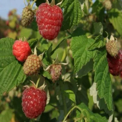 Малина ДЖОАН ДЖИ — описание сорта Малина ДЖОАН ДЖИ в Москве