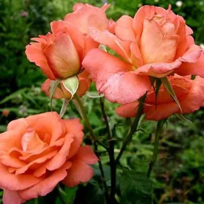 Саженцы роз ФОЛЬКЛОР чайно-гибридная — описание сорта Саженцы роз ФОЛЬКЛОР чайно-гибридная в Москве