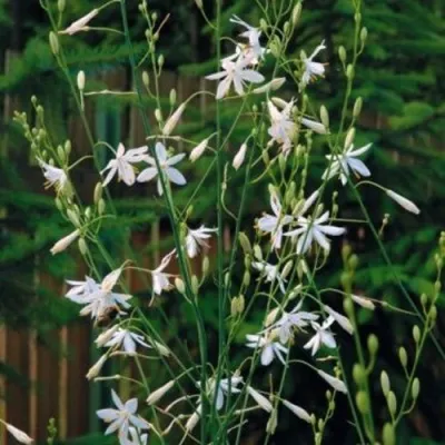 Венечник ветвистый в Москве