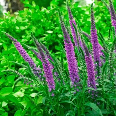 Вероника ФЕСТ МАТЧ длиннолистная — описание сорта Вероника ФЕСТ МАТЧ длиннолистная в Москве