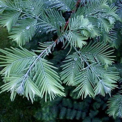 Метасеквойя в Москве