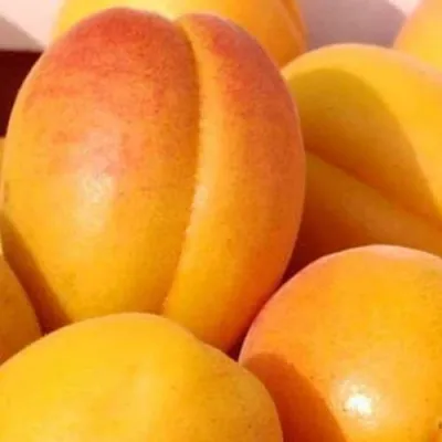 Абрикос ДЖУМБО КОТ — описание сорта Абрикос ДЖУМБО КОТ в Москве