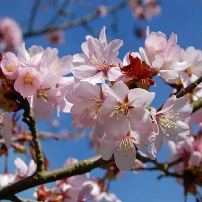 Вишня РАНЧО САРЖЕНТА в Москве