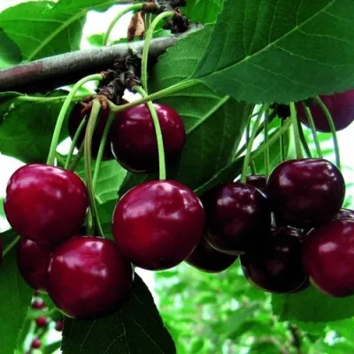 Дюк ЖИВИЦА (ЧЕРЕВИШНЯ) — описание сорта Дюк ЖИВИЦА (ЧЕРЕВИШНЯ) в Москве