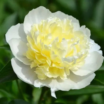 Пион ЛАУРА ДЕСЕРТ травянистый — описание сорта Пион ЛАУРА ДЕСЕРТ травянистый в Москве