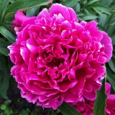 Пион КАРЛ РОЗЕНФЕЛЬД травянистый — описание сорта Пион КАРЛ РОЗЕНФЕЛЬД травянистый в Москве