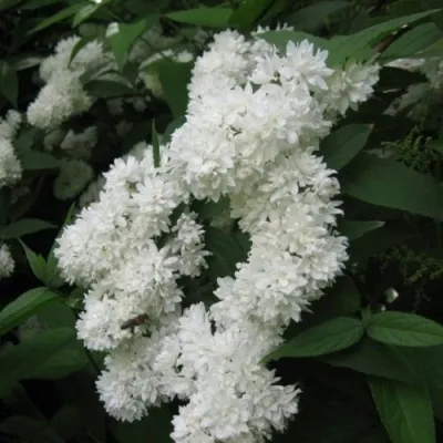 Дейция КАНДИДИССИМА шершавая — описание сорта Дейция КАНДИДИССИМА шершавая в Москве