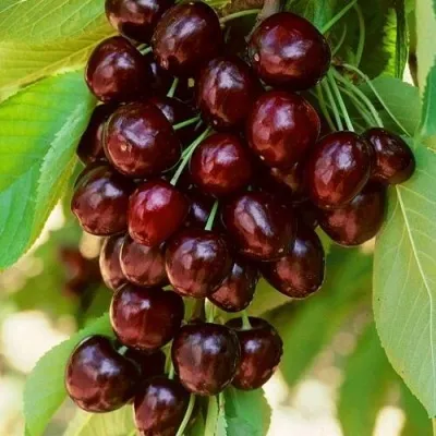 Дюк НОЧКА в Москве