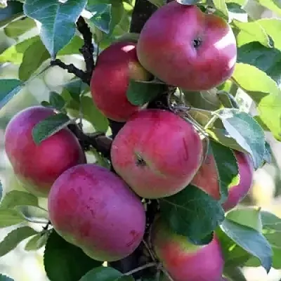 Яблоня ЕСЕНИЯ колонновидная в Москве