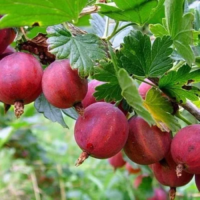 Крыжовник КРАСНОСЛАВЯНСКИЙ  Крыжовник КРАСНОСЛАВЯНСКИЙ в Москве