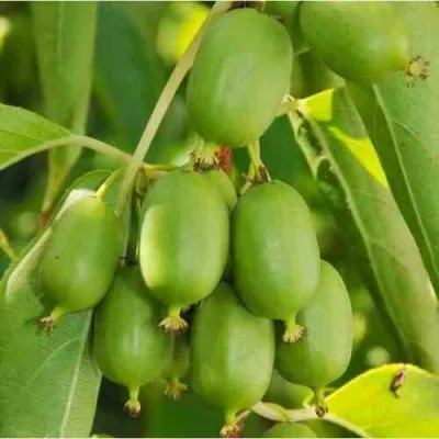 Актинидия ИССАИ аргута в Москве